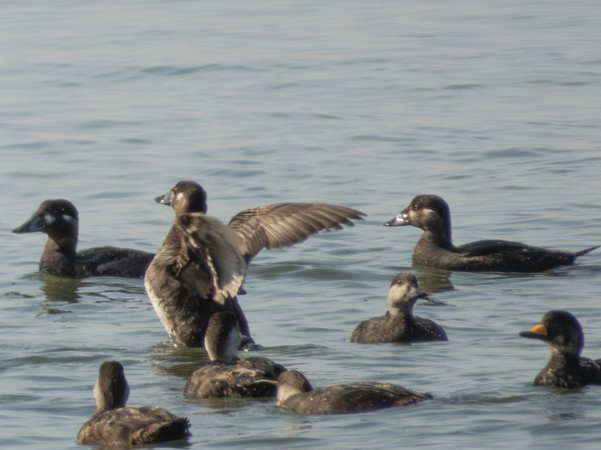 Surf Scoter - ML635561831
