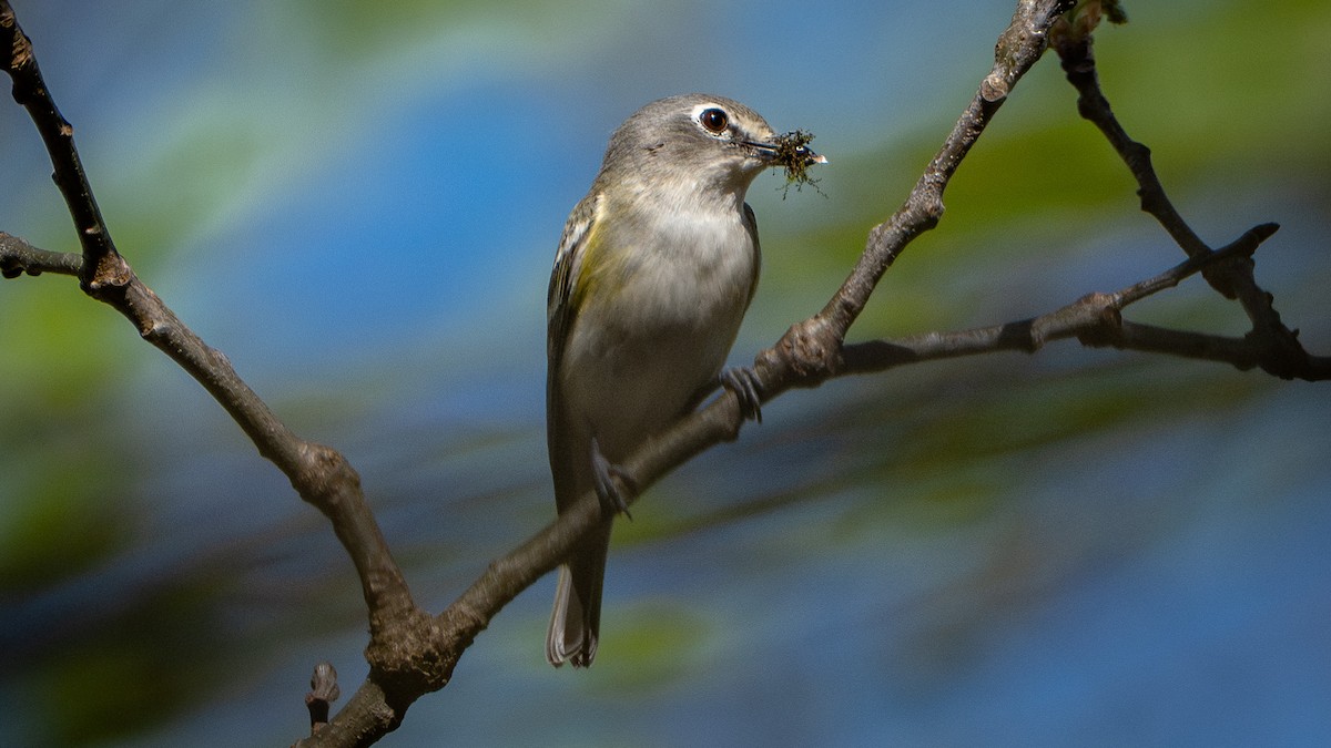 Blue-headed Vireo - Matthew Herron