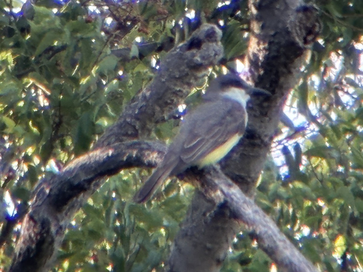 Thick-billed Kingbird - ML635561891