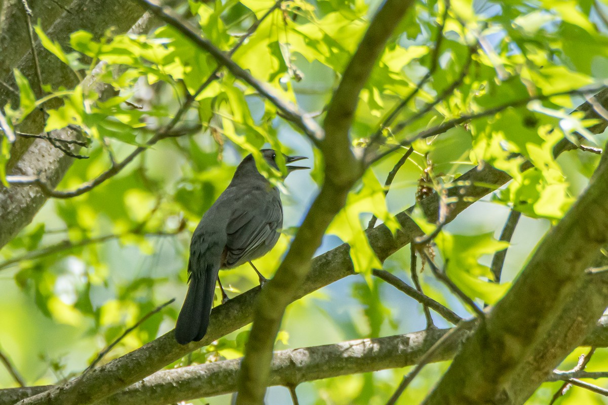 Gray Catbird - ML635561905