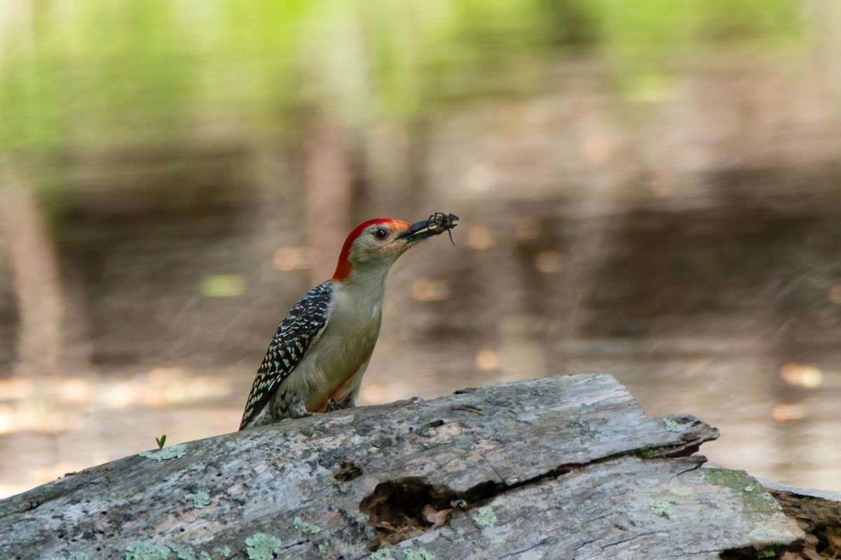 Red-bellied Woodpecker - ML635561917