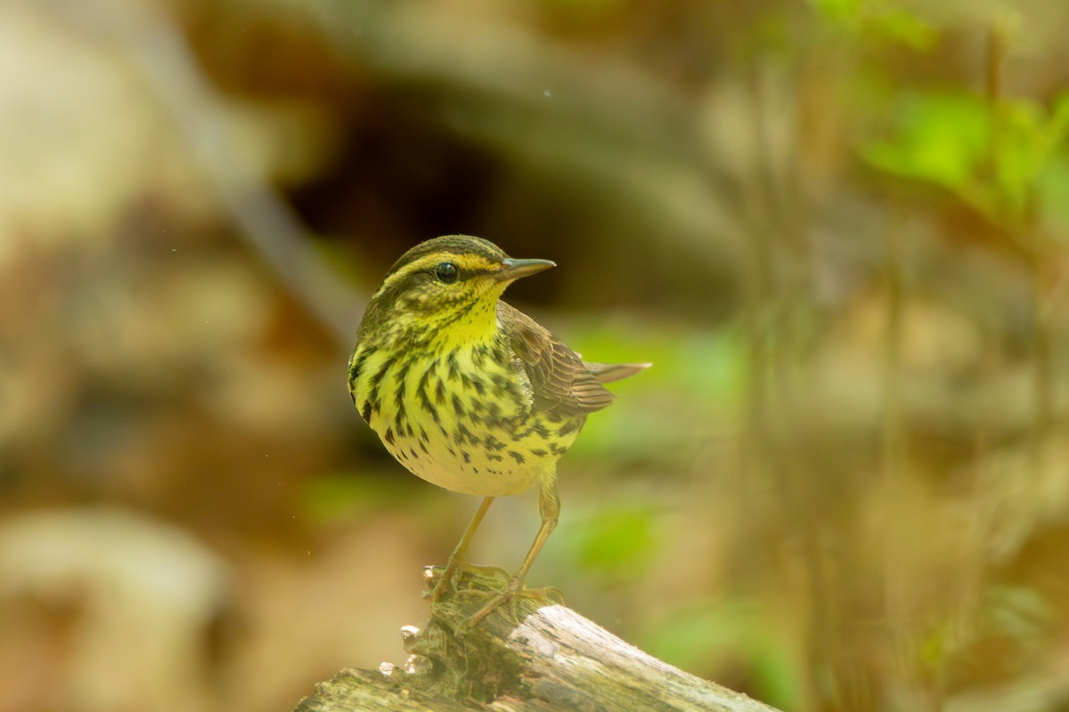 Northern Waterthrush - ML635561941