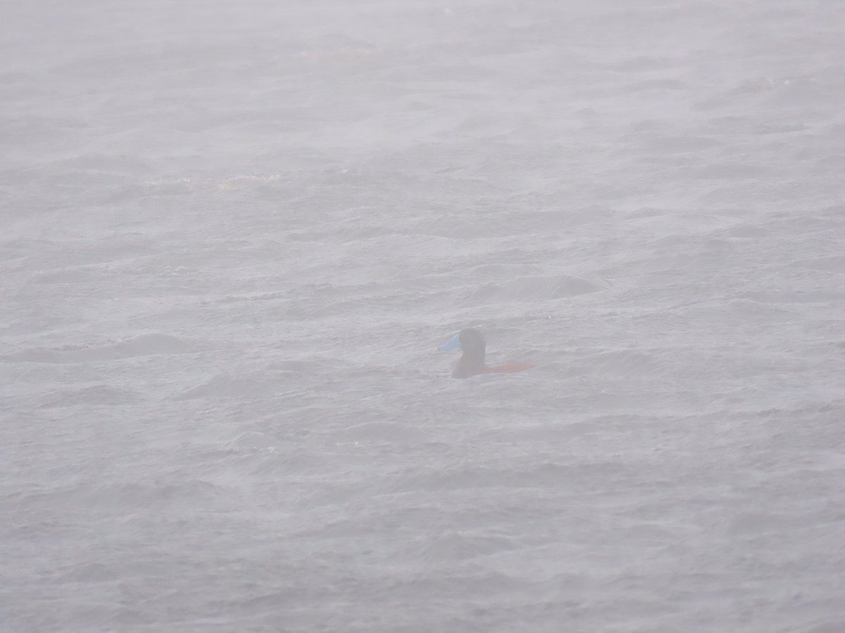 Andean Duck - ML635561942