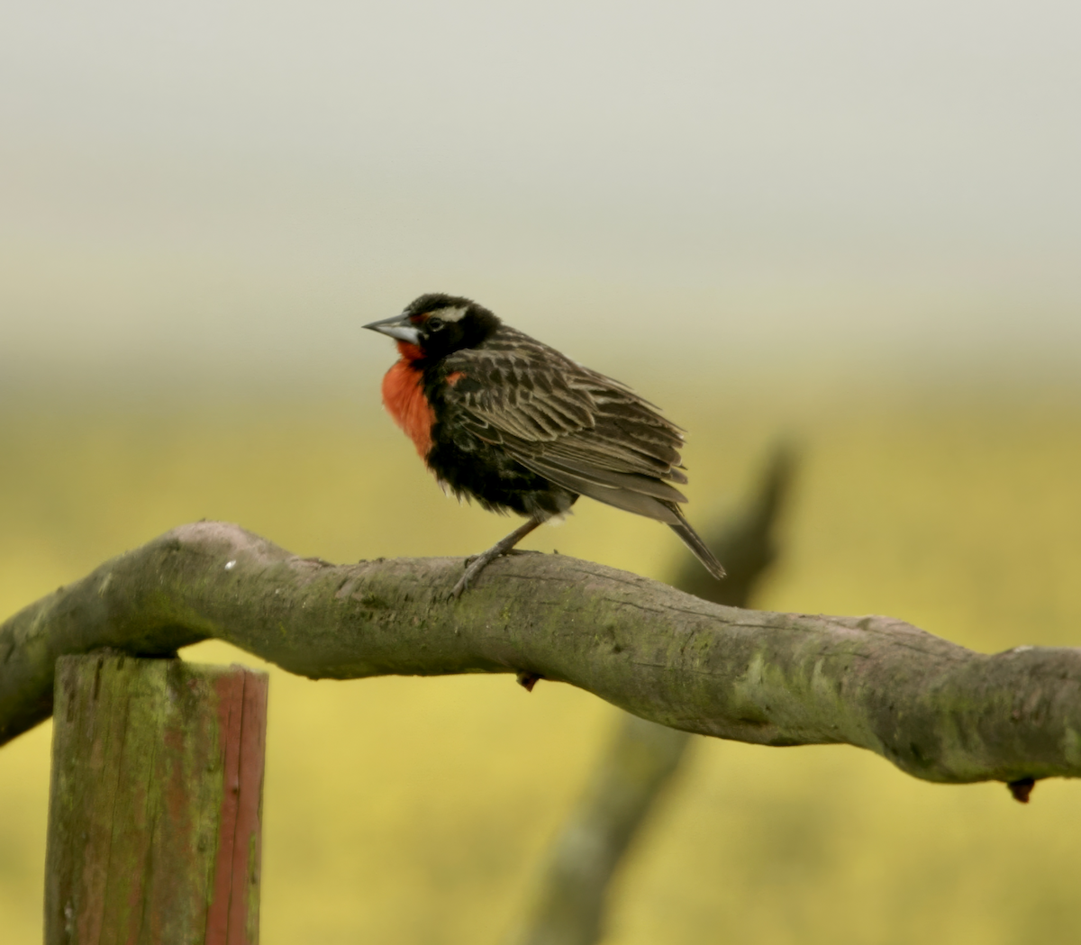 Peruvian Meadowlark - ML635561968