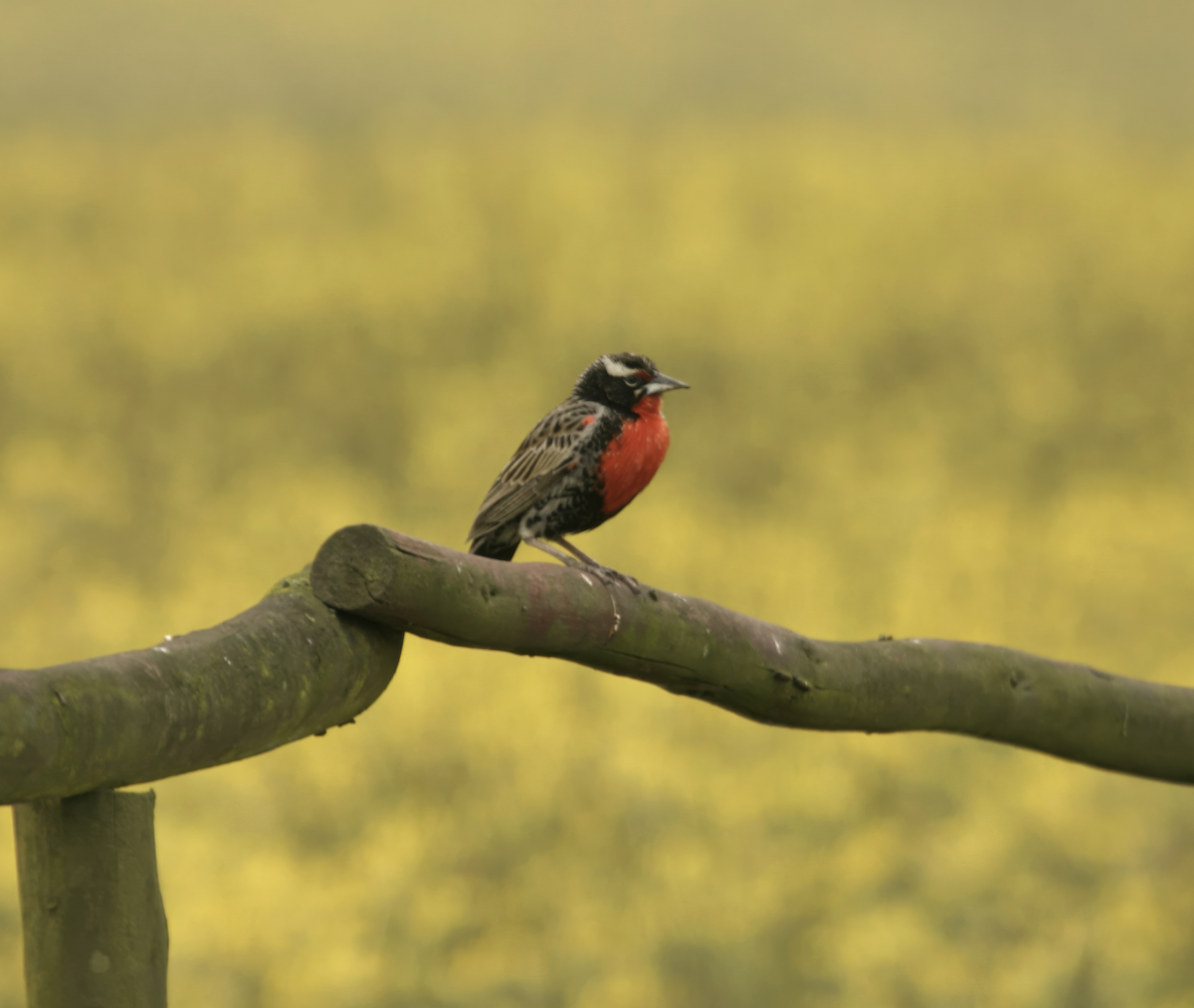 Peruvian Meadowlark - ML635561970