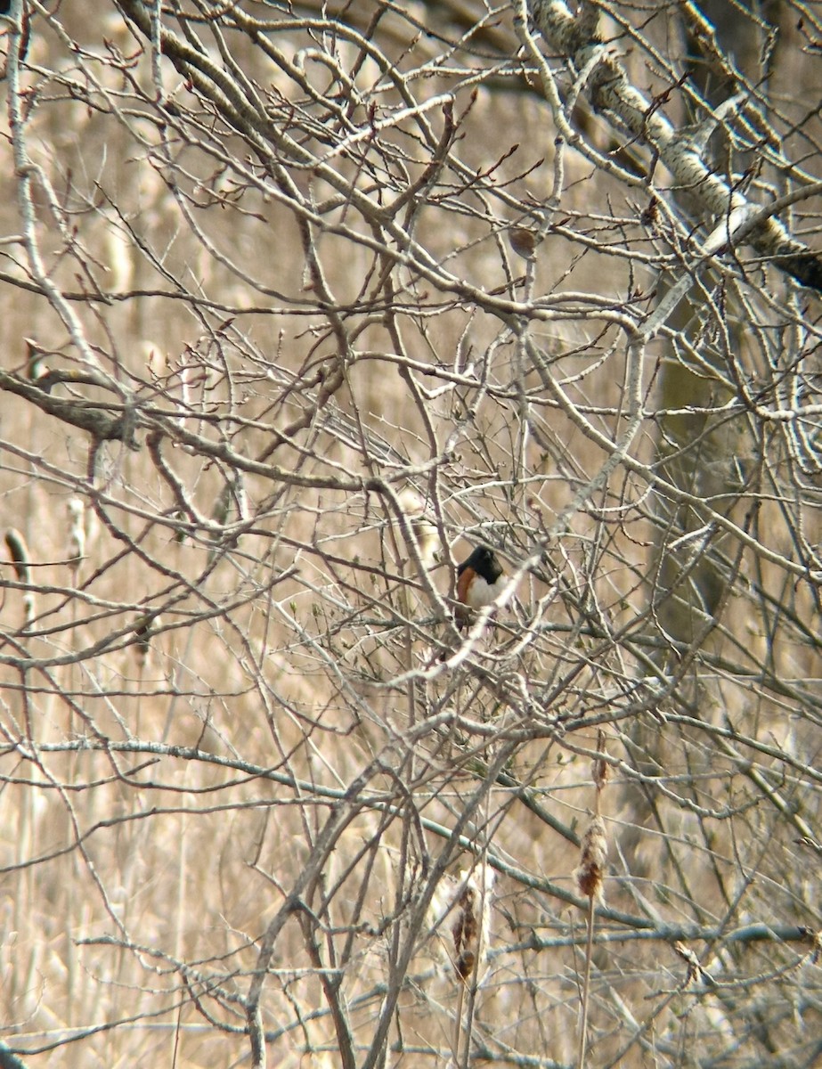 Eastern Towhee - ML635562026