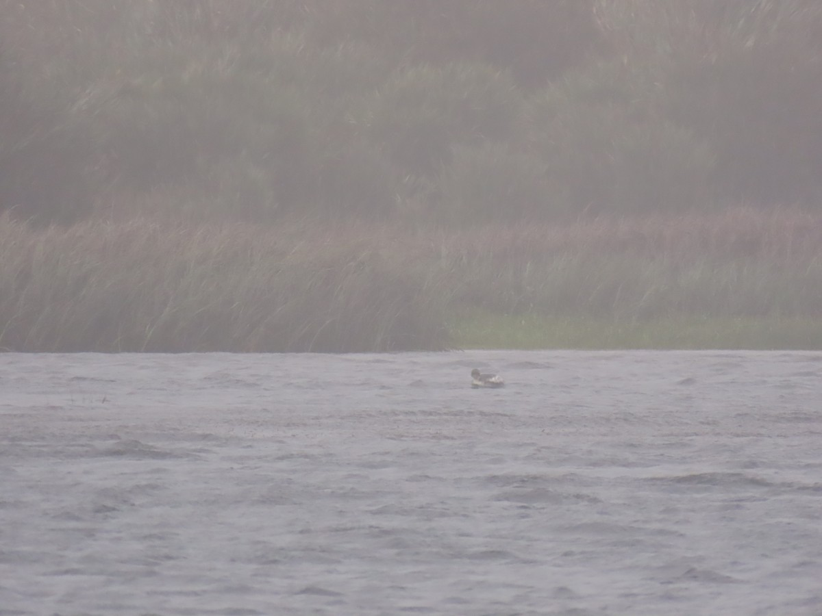 Silvery Grebe - ML635562028