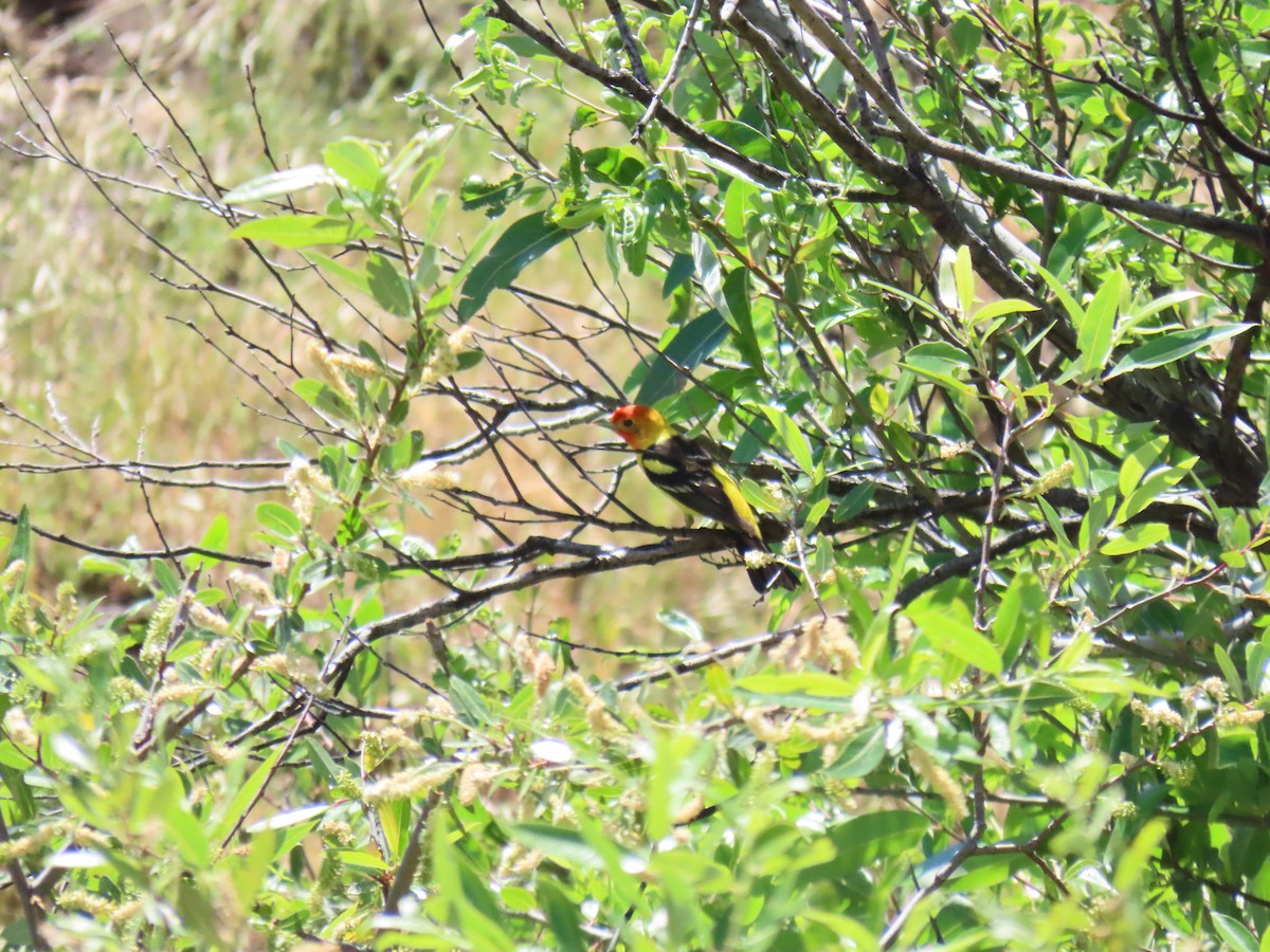 Western Tanager - ML635562087