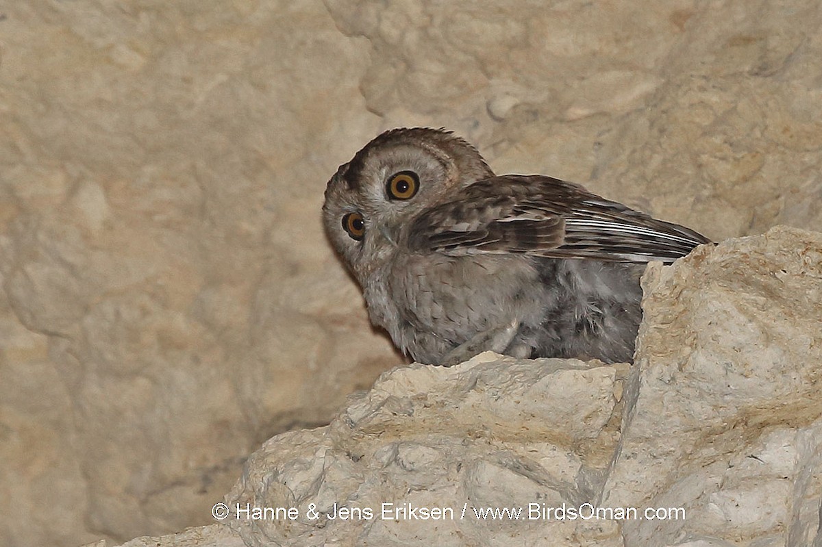 Desert Owl - Jens Eriksen