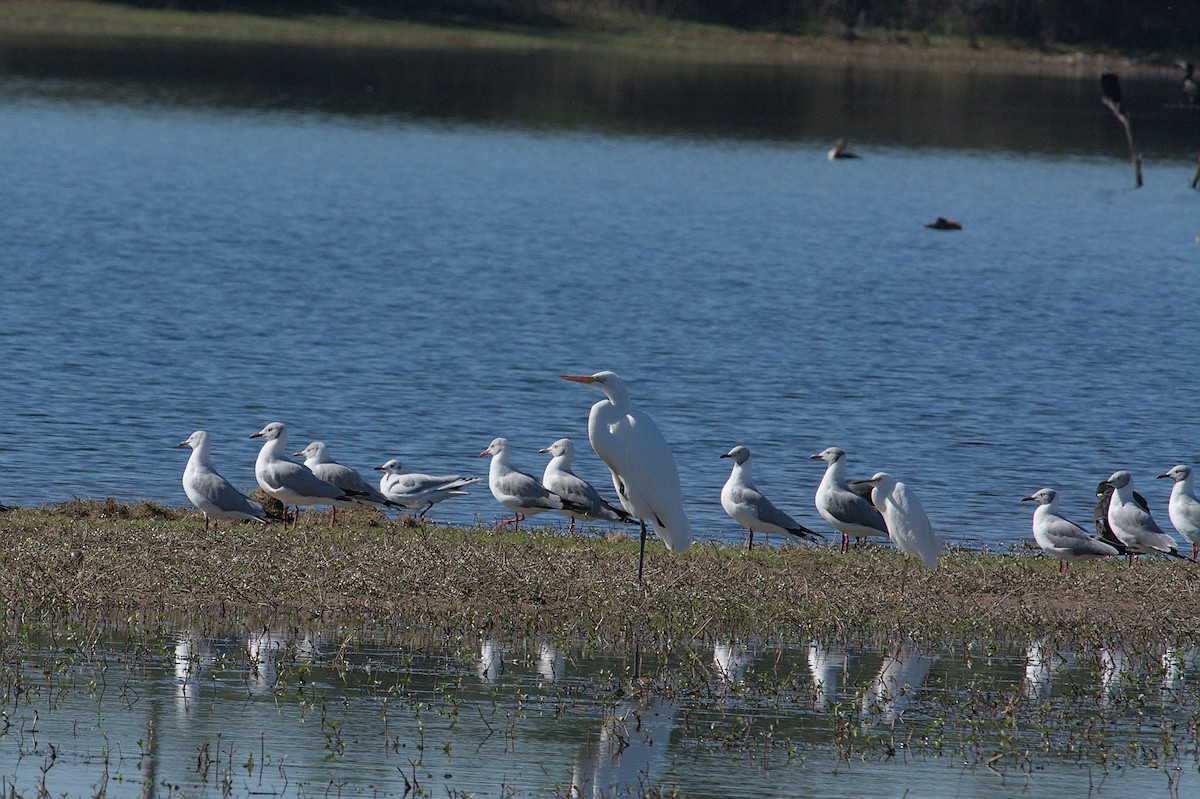 Gray-hooded Gull - ML635562153