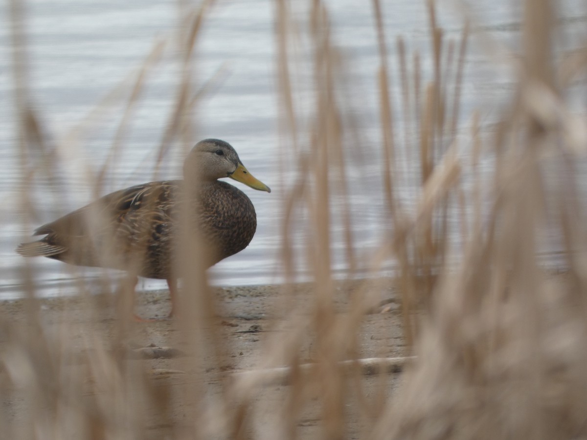 Mexican Duck - ML635562173