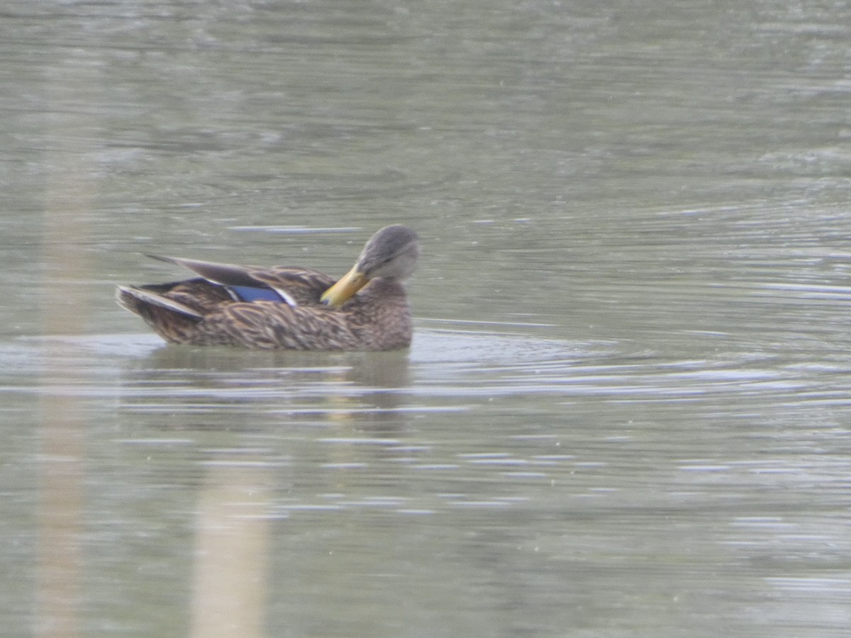 Mexican Duck - ML635562179