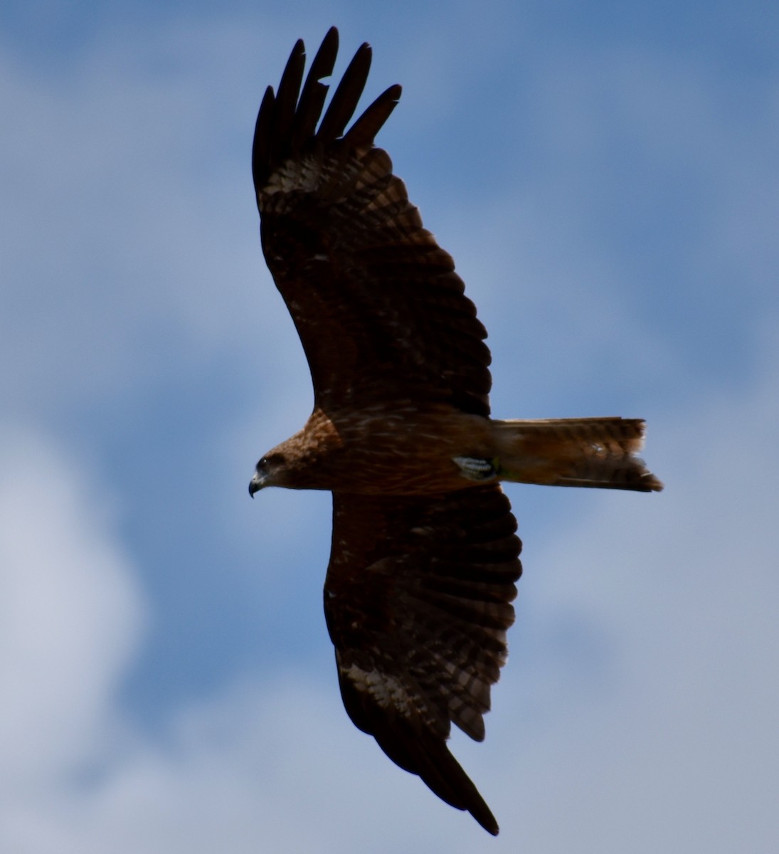 Black Kite (Black-eared) - ML63556231