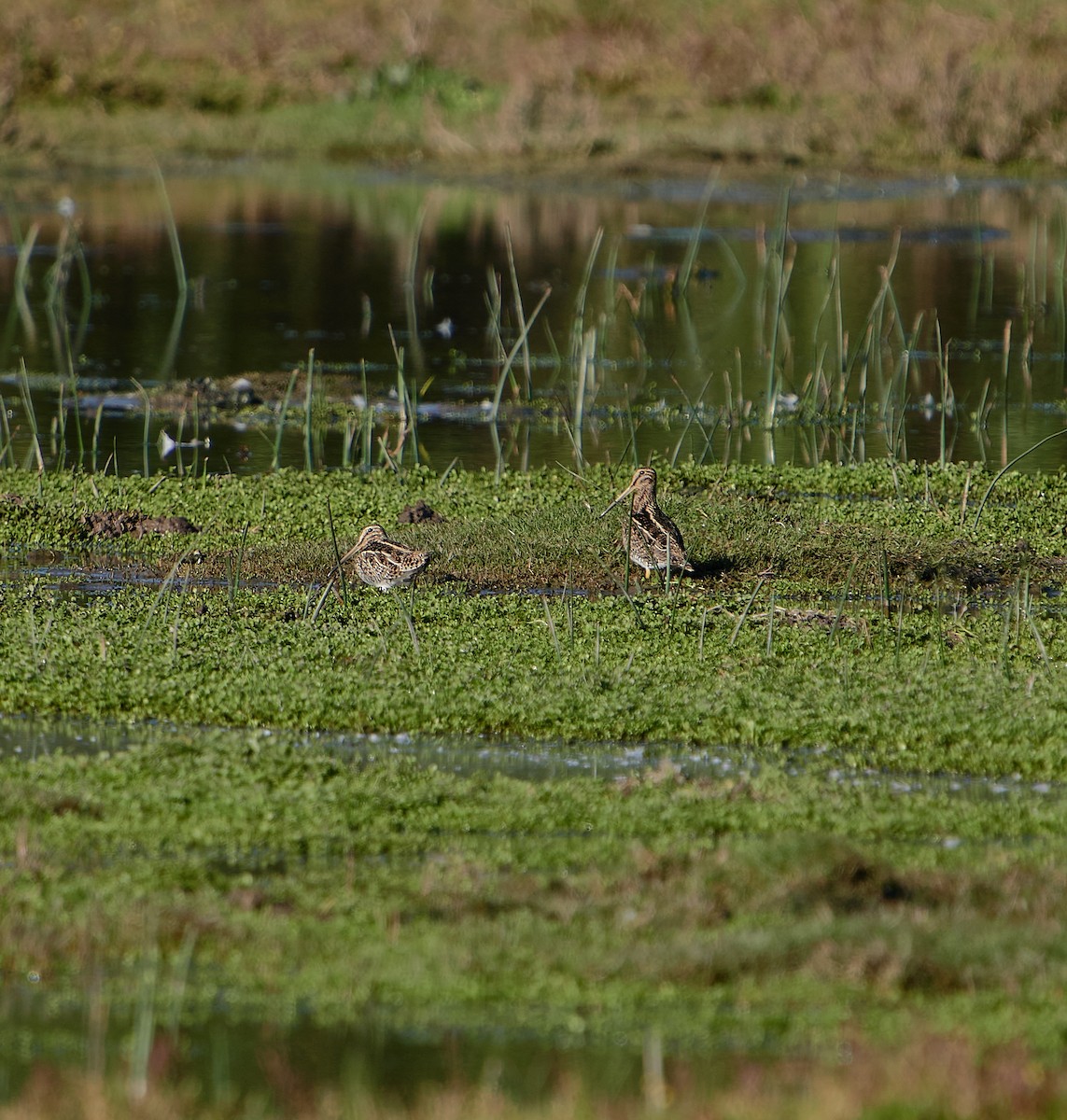 Magellanic Snipe - ML635562372