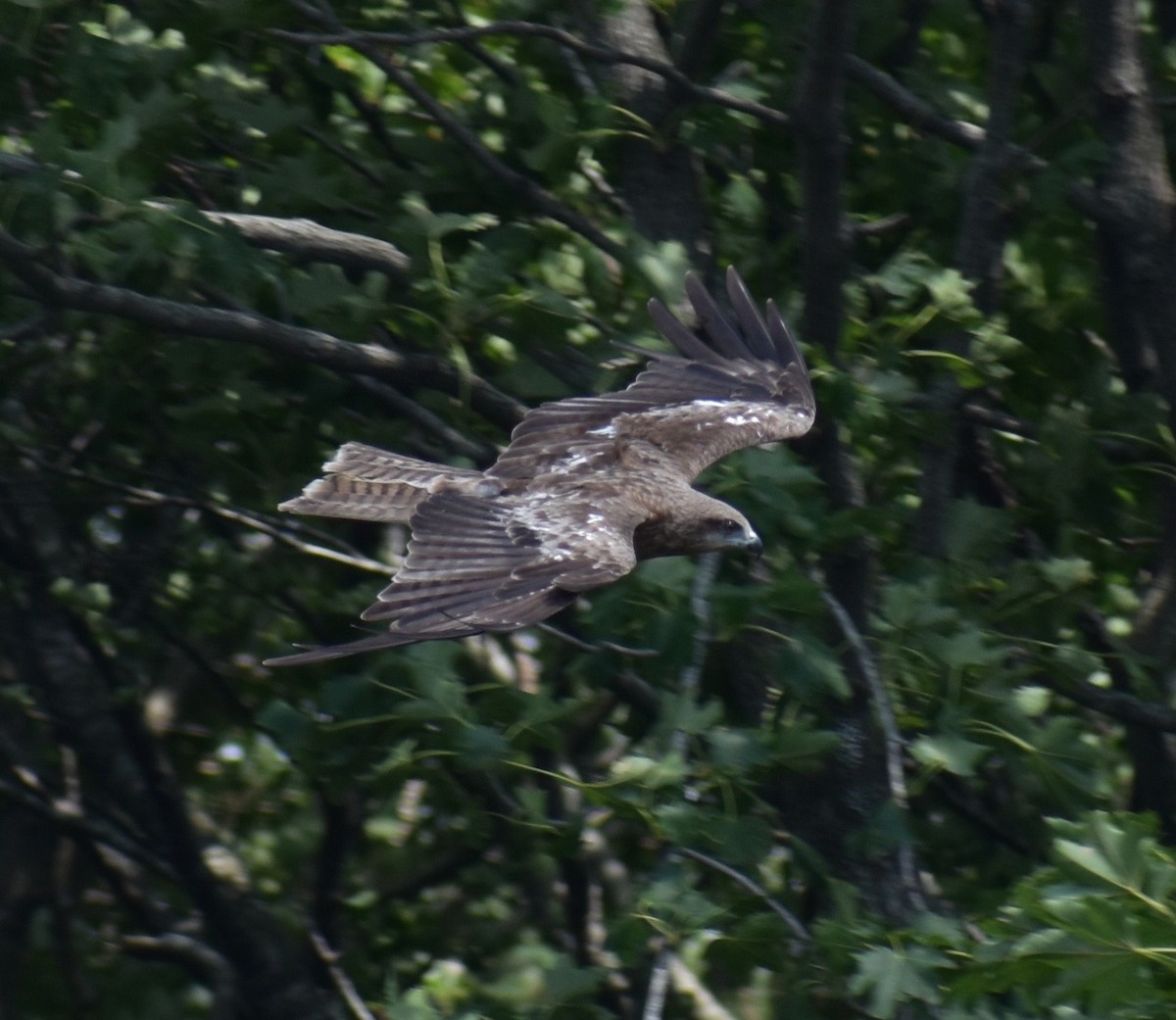 Black Kite (Black-eared) - ML63556241