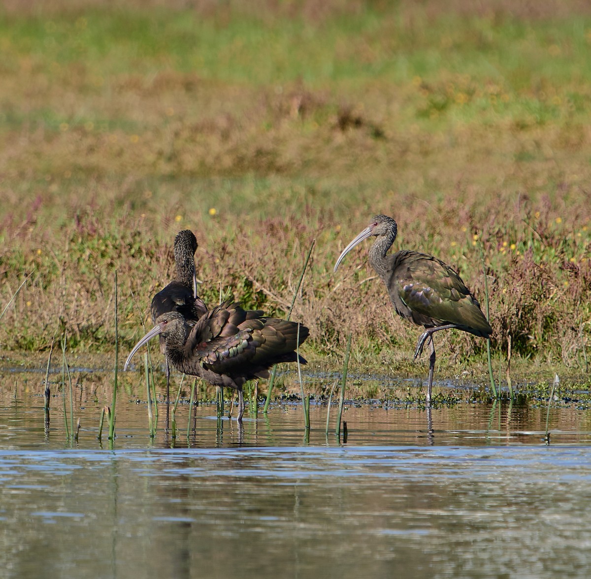 White-faced Ibis - ML635562415
