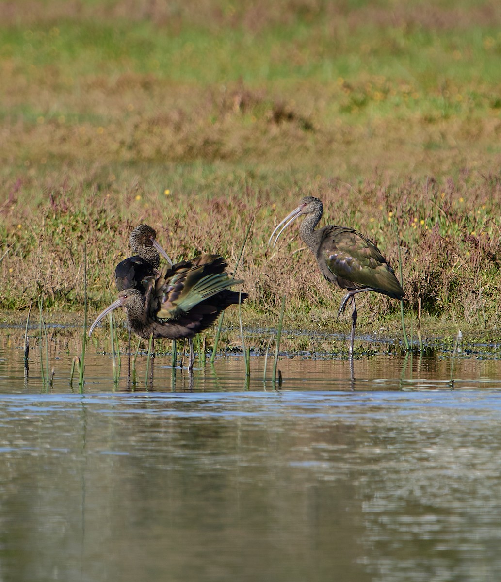 White-faced Ibis - ML635562416