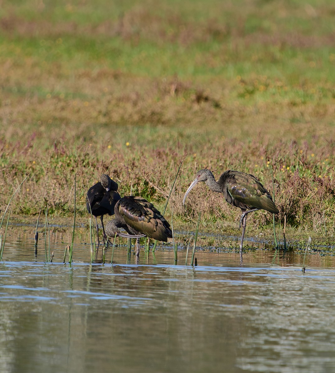 White-faced Ibis - ML635562417