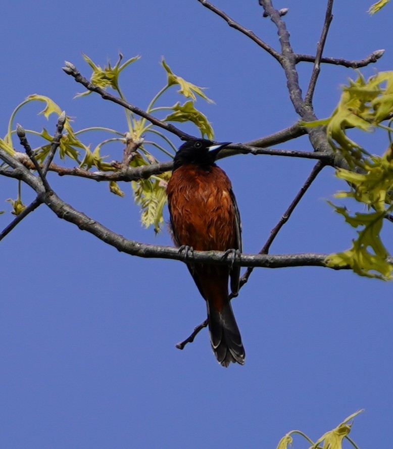 Oriole des vergers - ML635562455