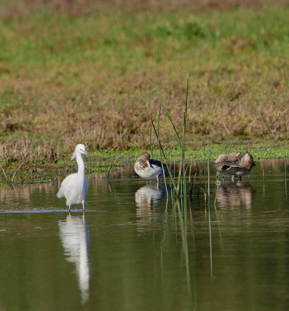 Snowy Egret - ML635562456
