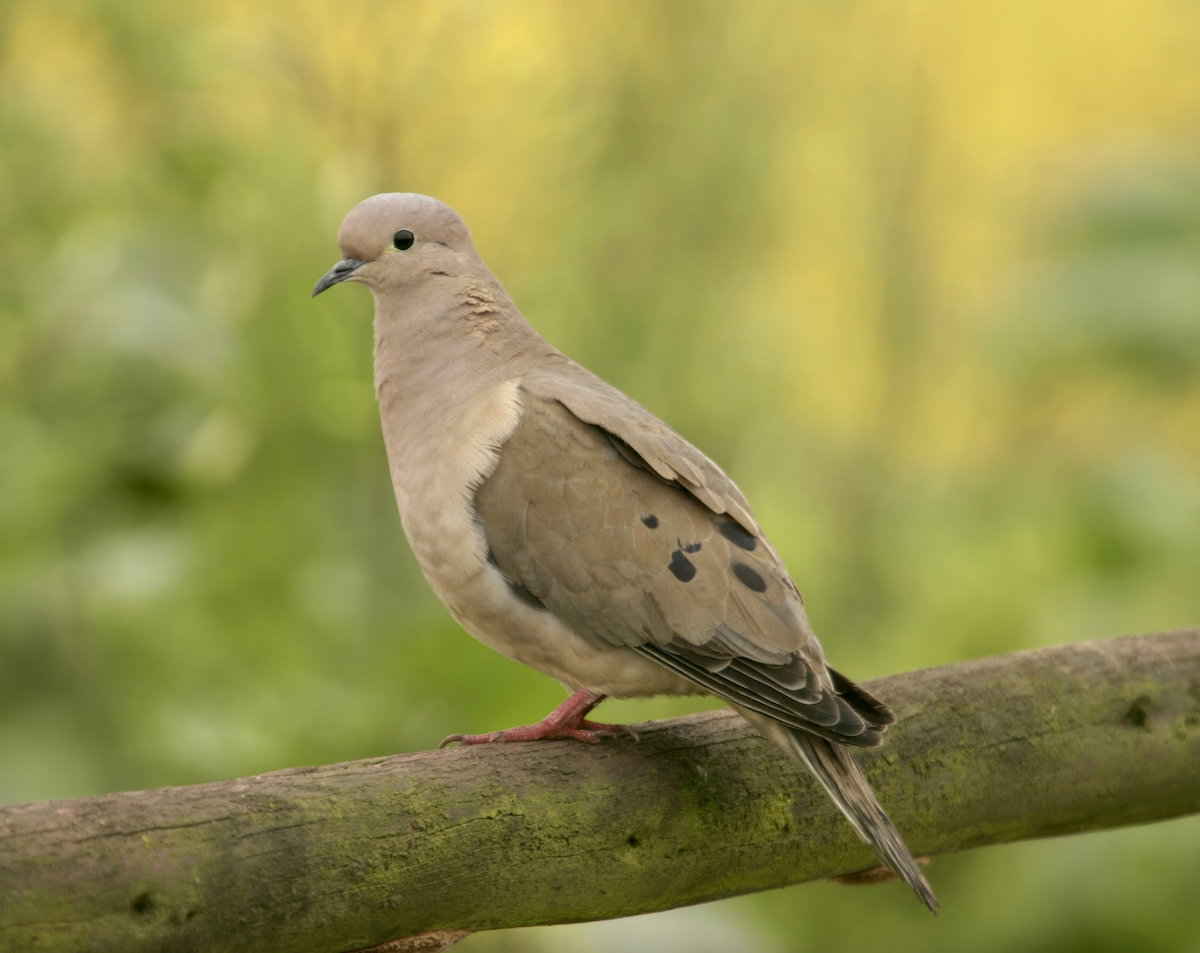Eared Dove - ML635562467