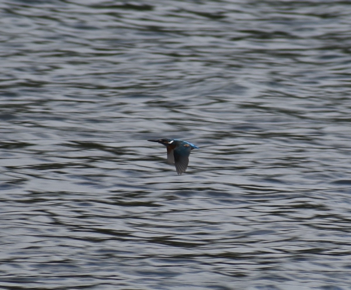 Martin-pêcheur d'Europe - ML63556251