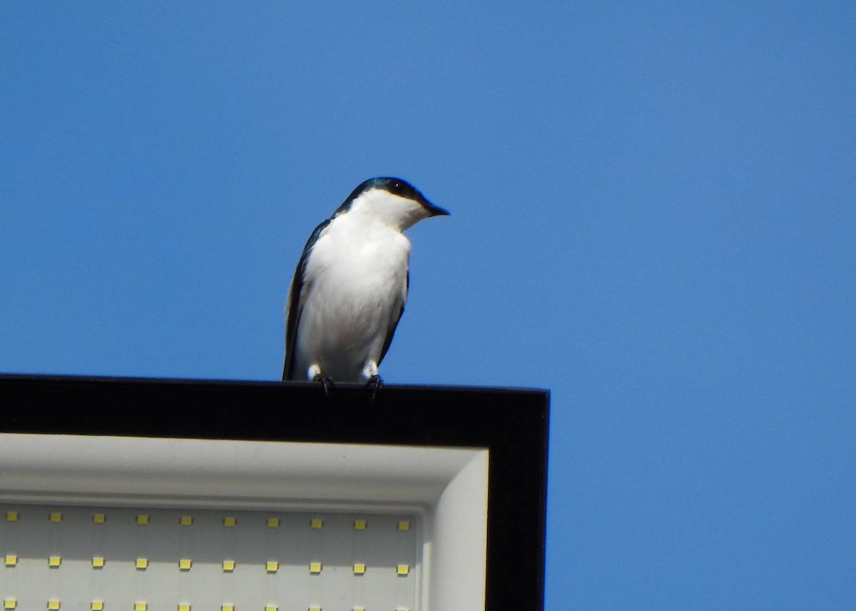 White-winged Swallow - ML635562526