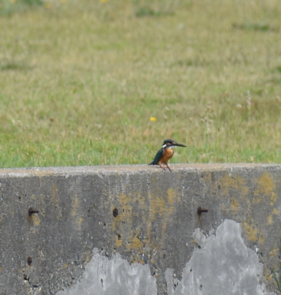 Common Kingfisher - ML63556261