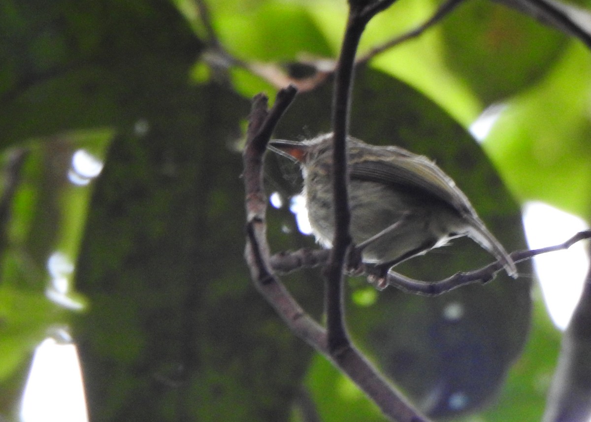 Double-banded Pygmy-Tyrant - ML635562662