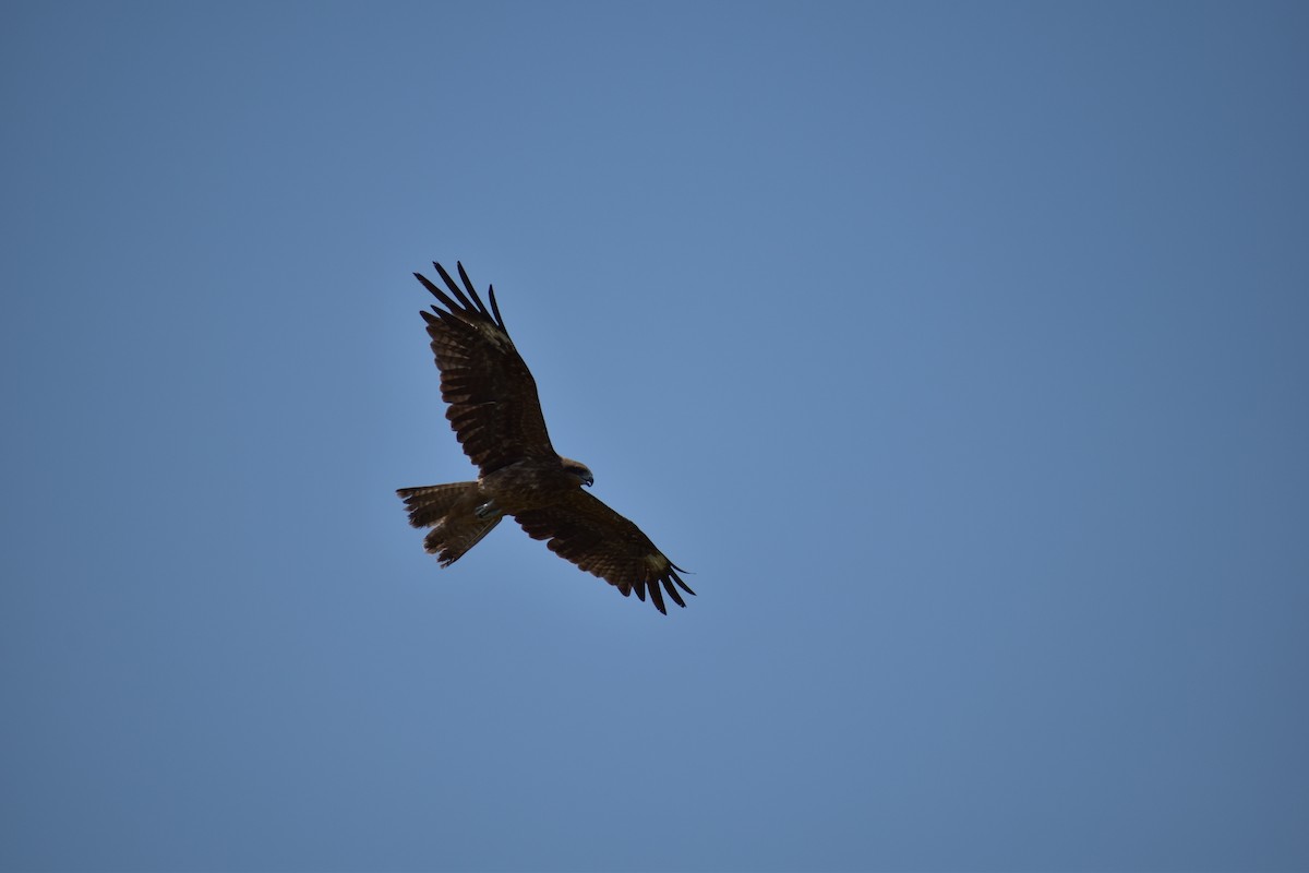 Black Kite (Black-eared) - ML63556271