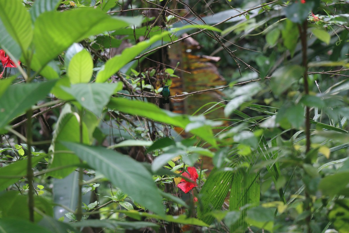 Colibri de Buffon - ML635562747