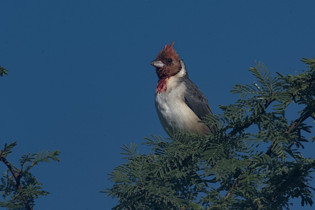 Red-crested Cardinal - ML635562770