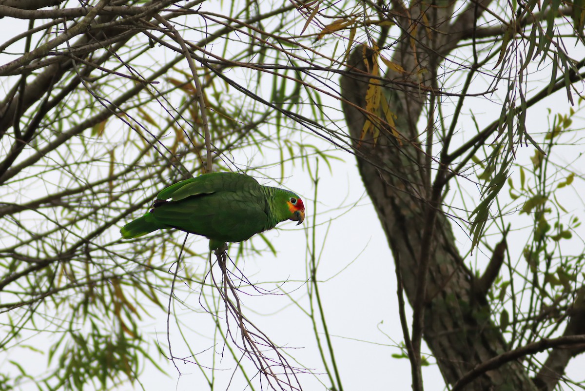 Red-lored Amazon - ML635562773