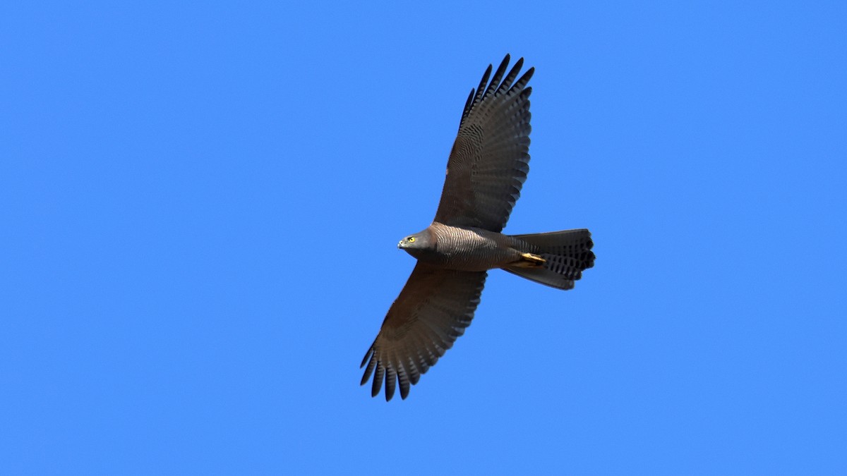 bendelhauk - ML635562801