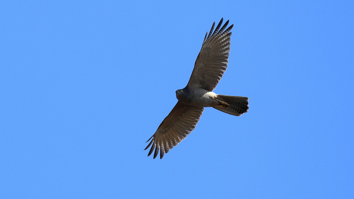 bendelhauk - ML635562817