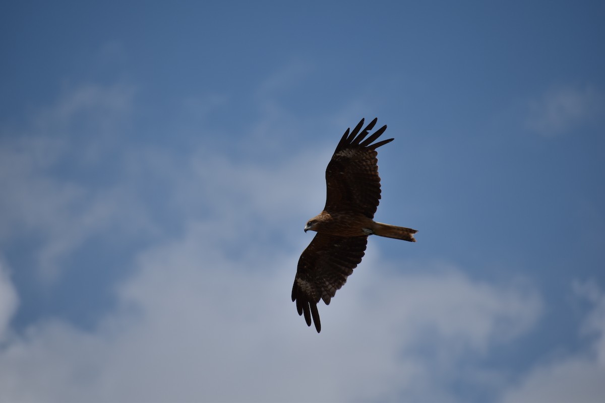 Black Kite (Black-eared) - Jeff Graham