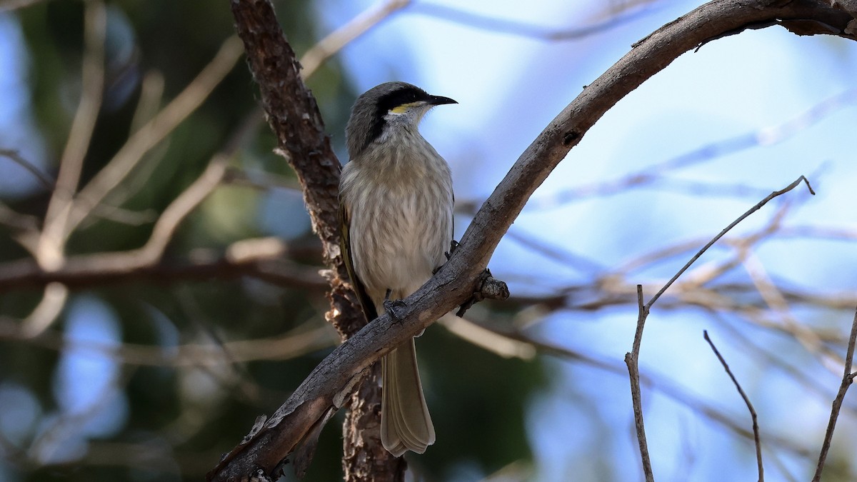 sanghonningeter - ML635562985