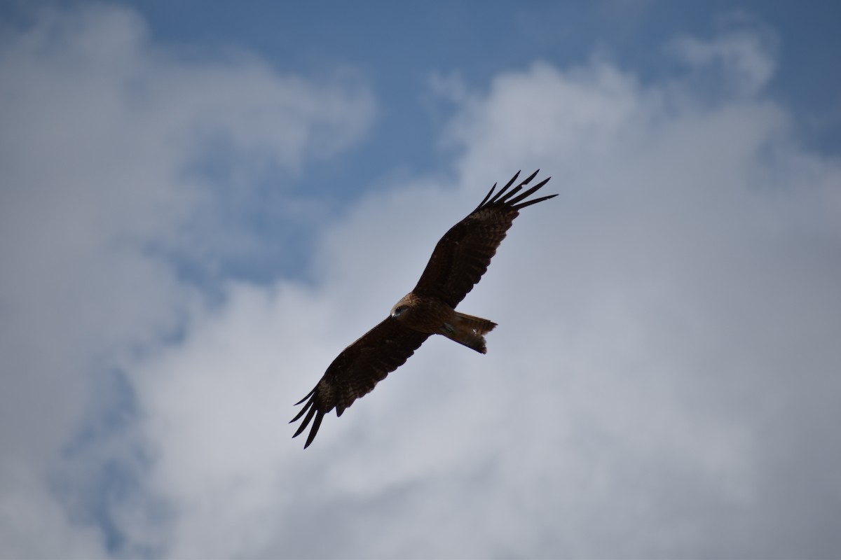 Black Kite (Black-eared) - Jeff Graham