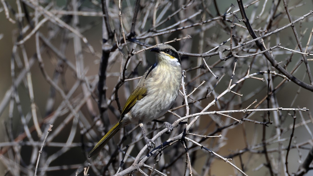 sanghonningeter - ML635563010