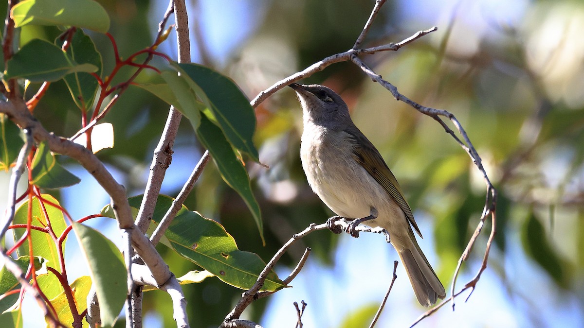 brunhonningeter - ML635563037