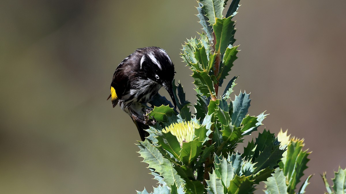 hvitøyehonningeter - ML635563061