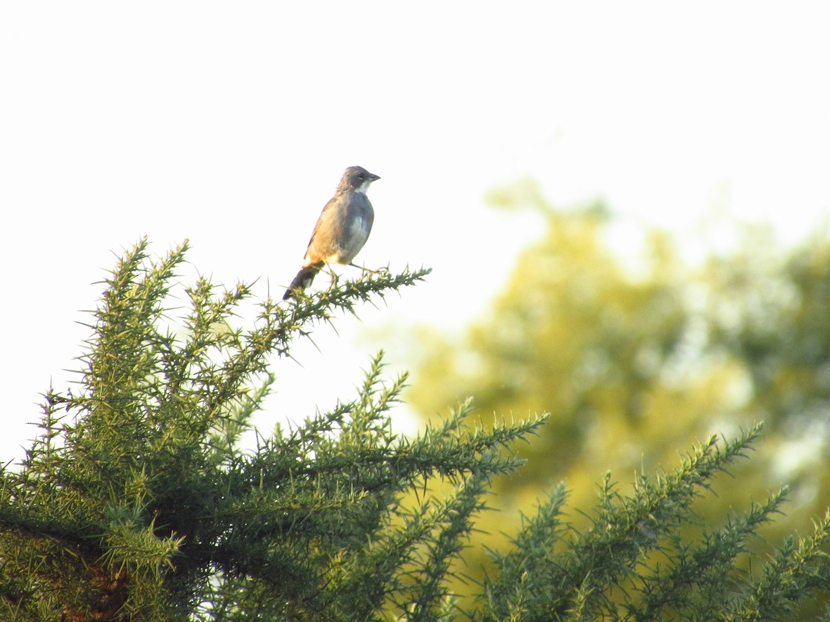 Diuca Finch - ML635563065