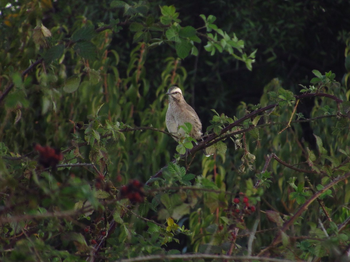 Chilean Mockingbird - ML635563080