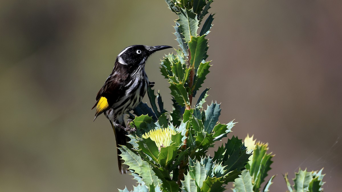 hvitøyehonningeter - ML635563081