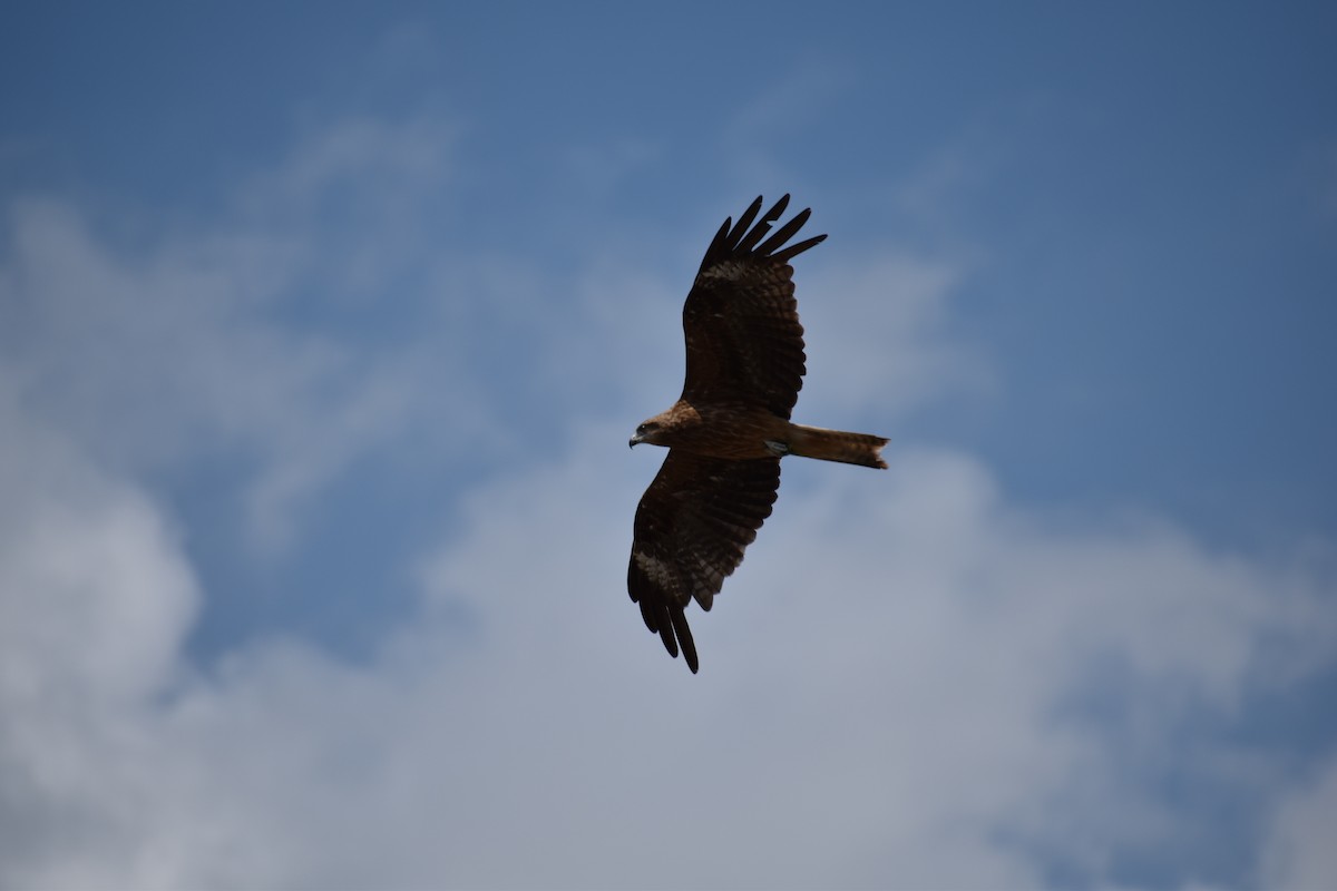 Black Kite (Black-eared) - ML63556311