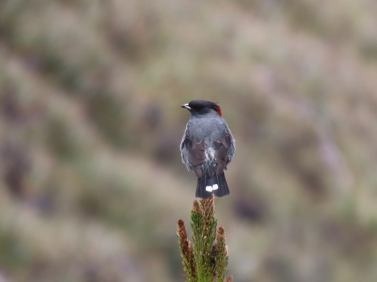 Red-crested Cotinga - ML635563148