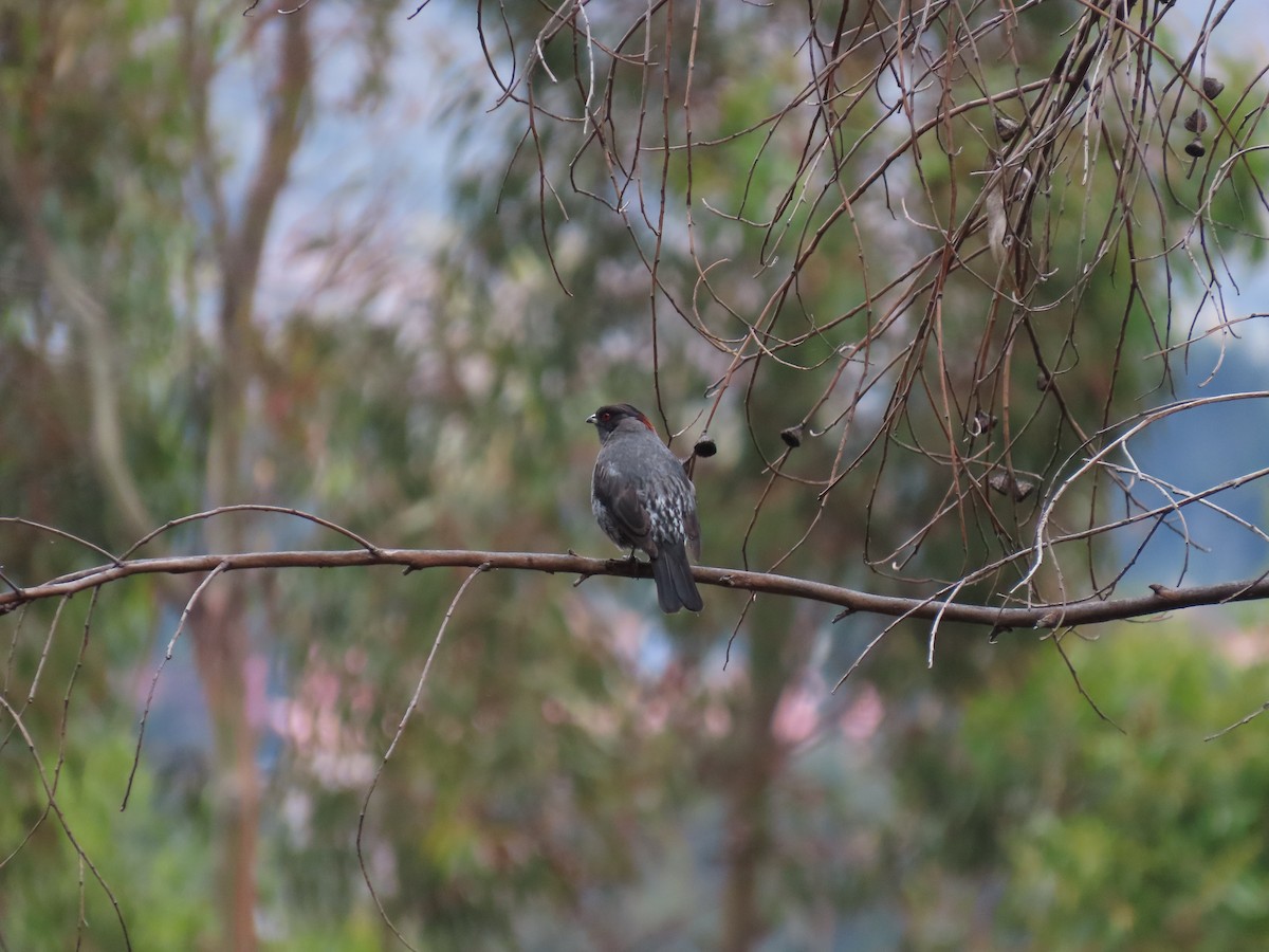 Red-crested Cotinga - ML635563173