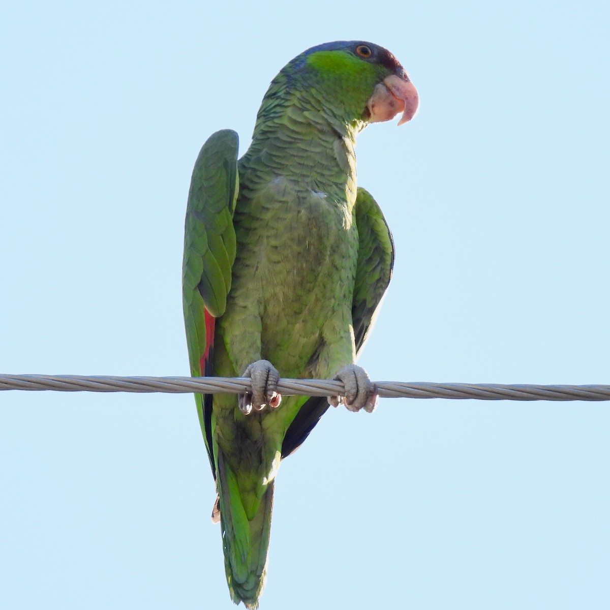 Lilac-crowned Amazon - ML635563189