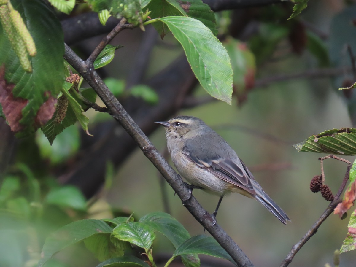 Cinereous Conebill - ML635563197
