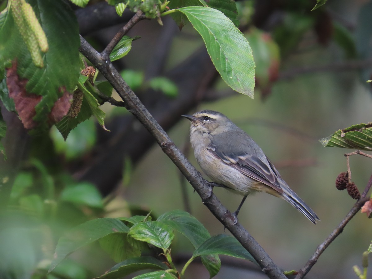 Cinereous Conebill - ML635563198